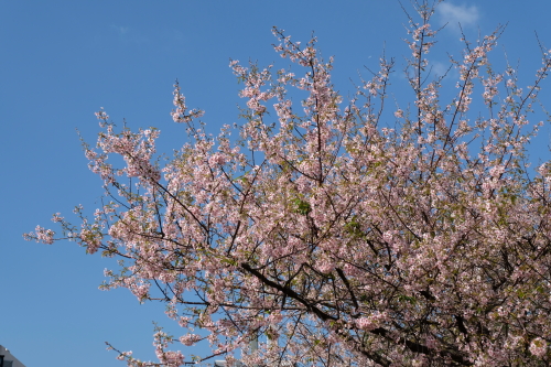 ヒマラヤ桜1.JPG