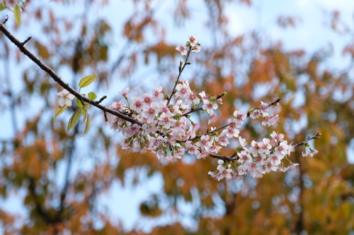 ヒマラヤ桜2.JPG